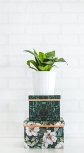 Read more about the article plant1