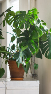 Read more about the article plant2