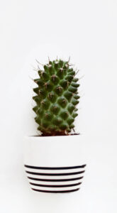 Read more about the article plant4
