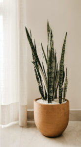 Read more about the article plant5