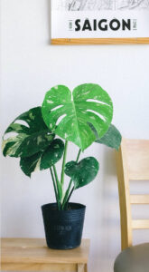 Read more about the article plant6