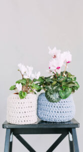Read more about the article plant9