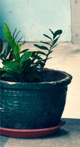 Read more about the article plant10