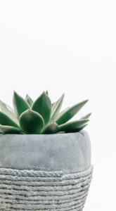 Read more about the article plant12